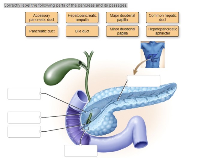 Correctly label the parts of the pancreas.