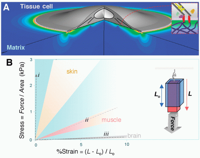 Cells of this tissue shorten to exert force