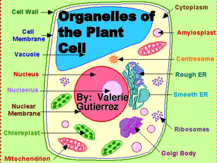 Stores biochemicals helps in cell growth