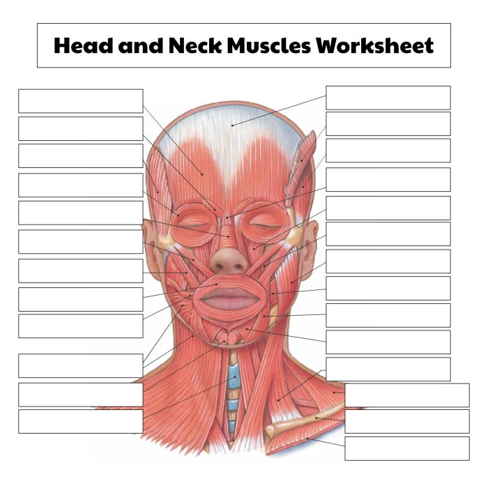 Anatomy muscle worksheets printable choose board neck diagram