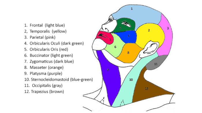 Muscles of the head and neck worksheet