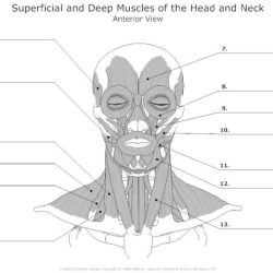 Muscles of the head and neck worksheet