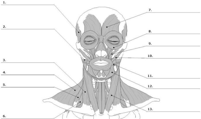 Muscles of the head and neck worksheet