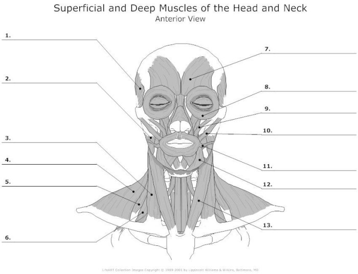 Muscles of the head and neck worksheet