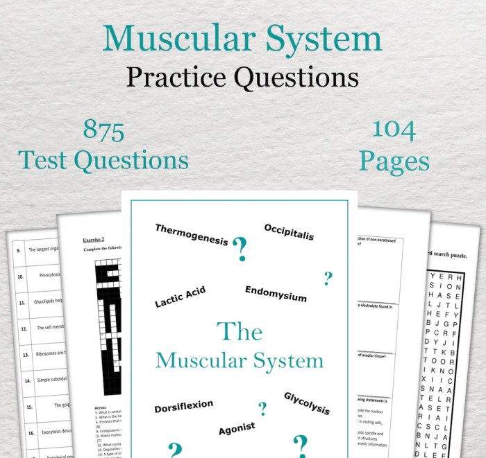 Muscular system tour lab answer key