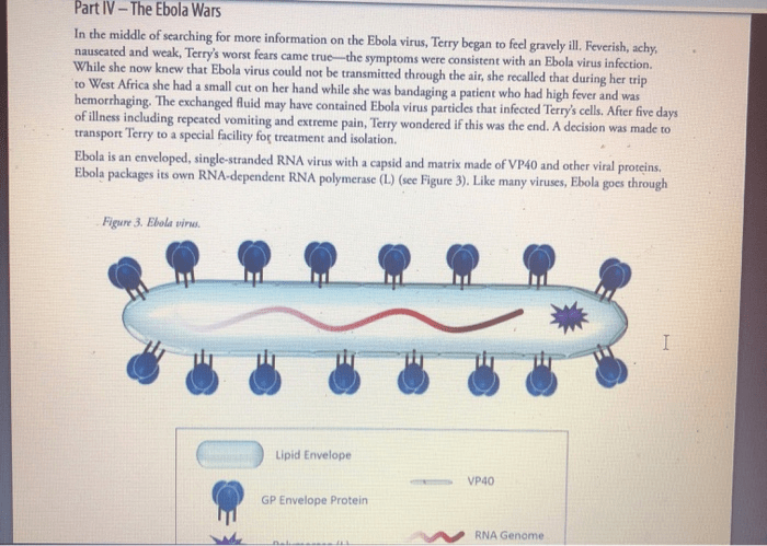 The ebola wars case study answer key