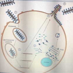 The ebola wars case study answer key