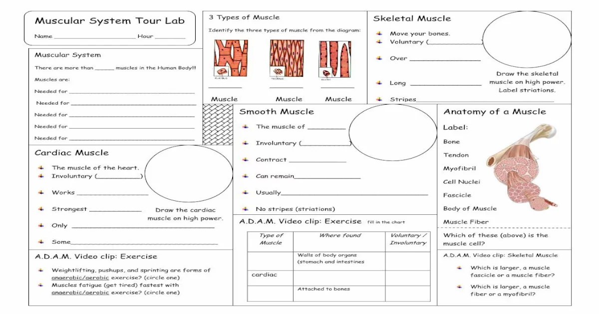 Muscular system tour lab answer key