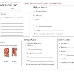 Muscular system tour lab answer key