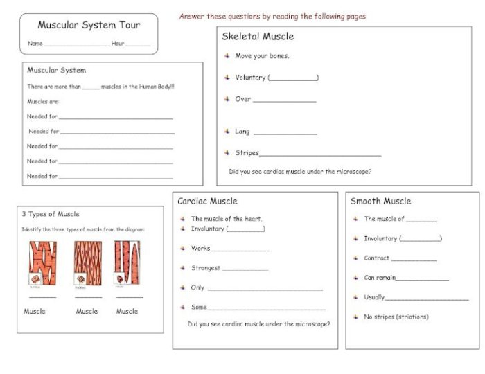 Muscular system tour lab answer key