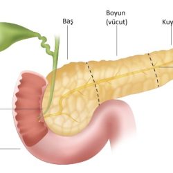 Pancreas correctly