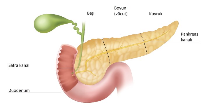 Pancreas correctly