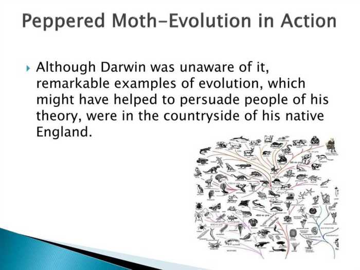 Peppered moth answer key pdf