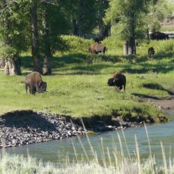 Wolf reintroduction yellowstone montana size prey