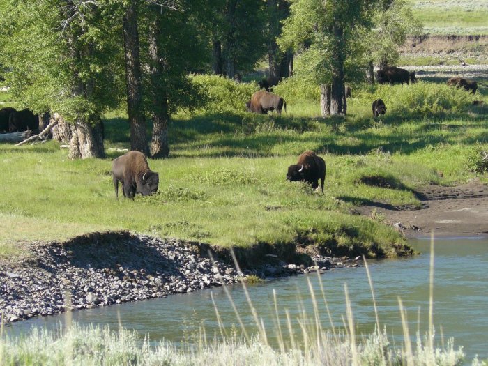 Wolf reintroduction yellowstone montana size prey