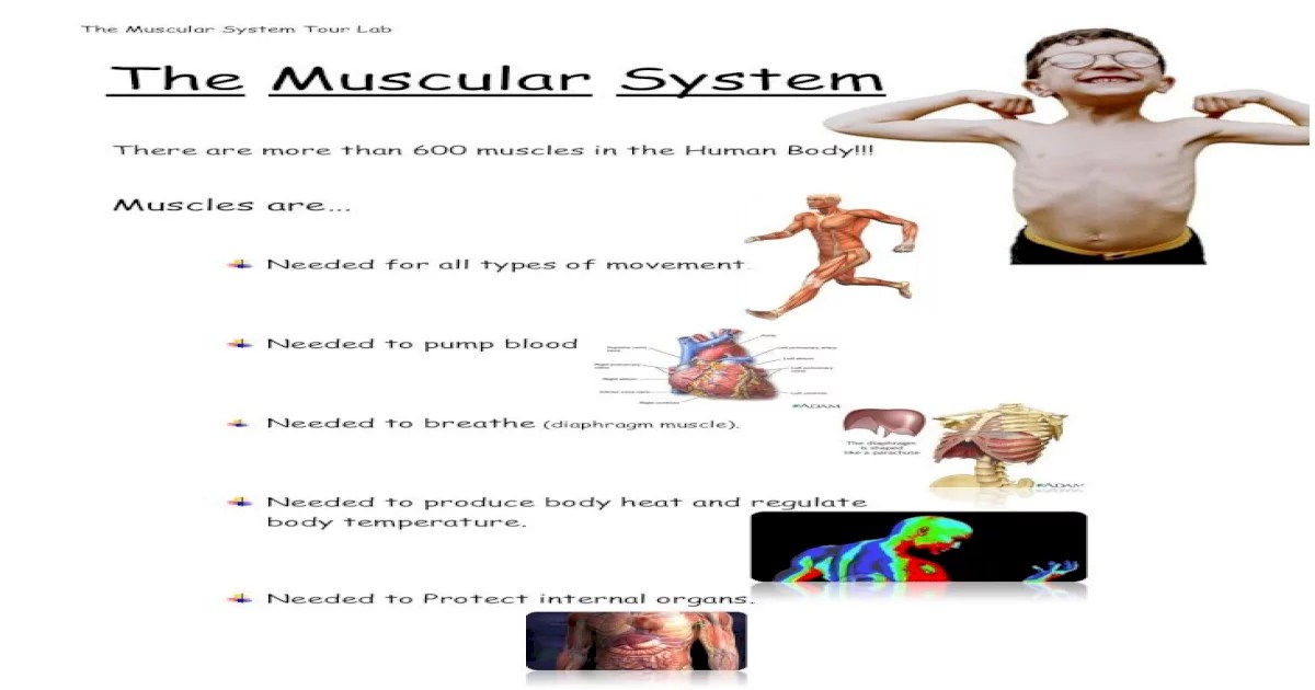 Muscular system tour lab answer key