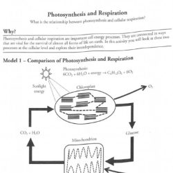 Cellular respiration an overview pogil answers