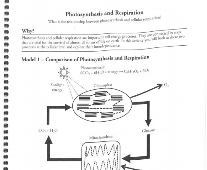 Cellular respiration an overview pogil answers