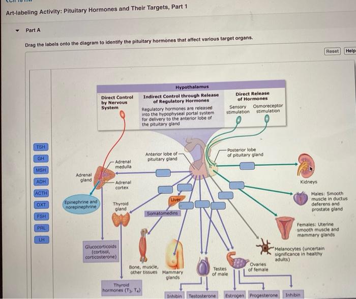 Drag the labels onto the diagram to identify the organs