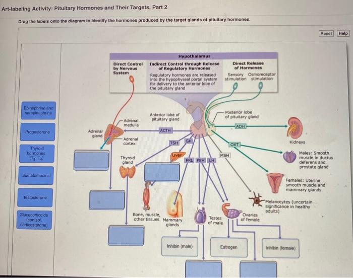 Diagram drag labels identify onto structures regions cage thoracic chegg ribs