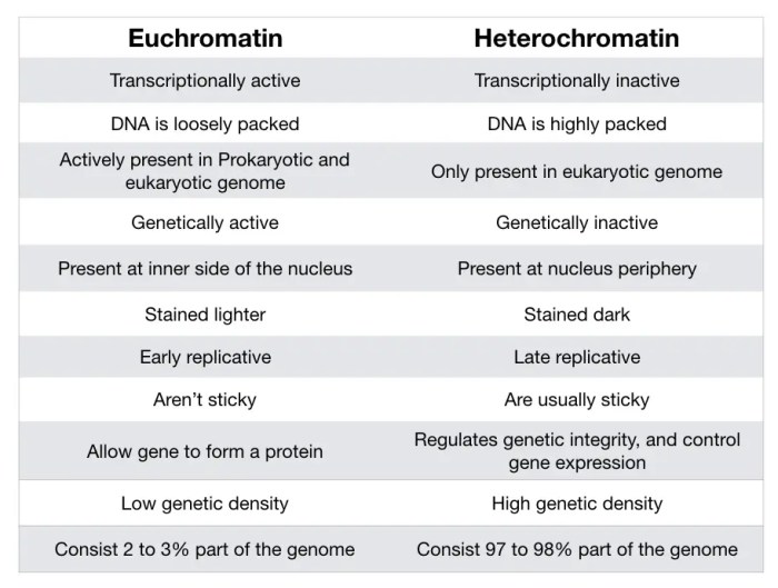 Classify each description as applying to either heterochromatin or euchromatin.