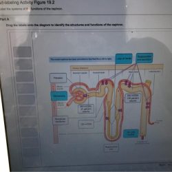 Drag the labels onto the diagram to identify the organs