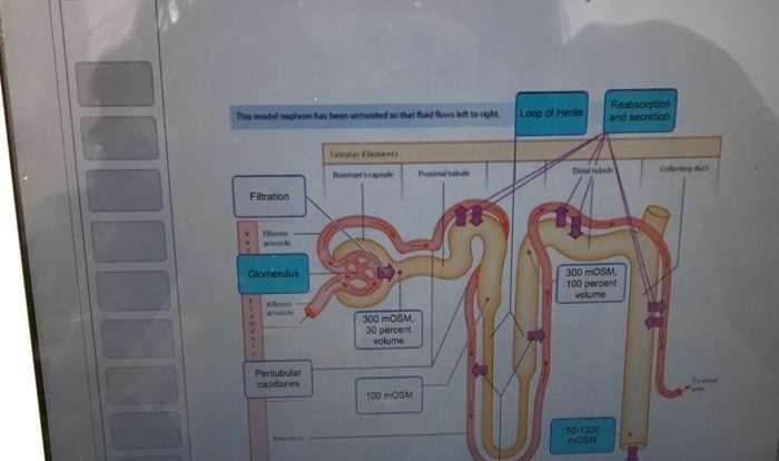 Drag the labels onto the diagram to identify the organs