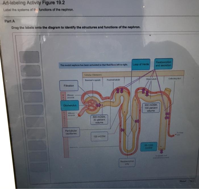 Drag the labels onto the diagram to identify the organs