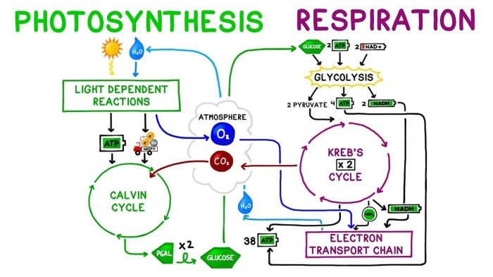 Cellular respiration an overview pogil answers